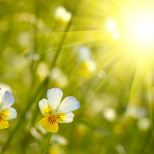 Simple Ayurvedic Tips for Spring