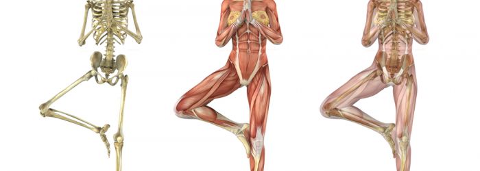 Anatomy and Alignment